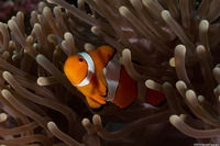 Amphiprion ocellaris (False Clown Anemonefish)
