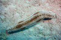 Thelenota anax (Amberfish Sea Cucumber)
