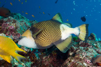 Balistoides viridescens (Titan Triggerfish)