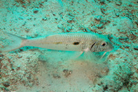 Mulloidichthys flavolineatus (Yellowstripe Goatfish)