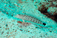 Parapercis hexophtalma (Speckled Sandperch)