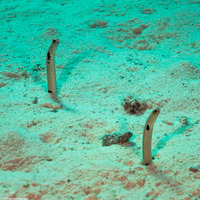 Heteroconger hassi (Spotted Garden Eel)