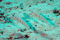 Valenciennea puellaris (Orange-Dashed Goby)