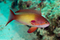Pseudanthias squamipinnis (Scalefin Anthias)