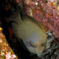 Ctenochaetus striatus (Lined Bristletooth)