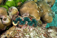 Tridacna crocea (Boring Giant Clam)