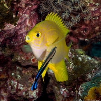 Amblyglyphidodon aureus (Golden Damsel)