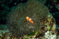Heteractis magnifica (Magnificent Sea Anemone)