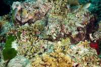 Pomacentrus lepidogenys (Scaly Damsel)