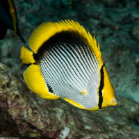 Chaetodon melannotus (Black-Backed Butterflyfish)