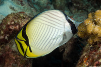 Chaetodon vagabundus (Vagabond Butterflyfish)