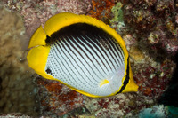 Chaetodon melannotus (Black-Backed Butterflyfish)