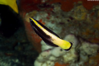 Labroides bicolor (Bicolor Cleaner Wrasse)