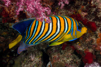 Pygoplites diacanthus (Regal Angelfish)
