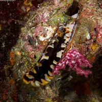 Spondylus varius (Variable Thorny Oyster)