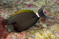 Acanthurus nigricauda (Blackstreak Surgeonfish)