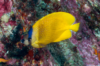Chaetodon kleinii (Blacklip Butterflyfish)