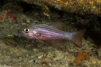 Cheilodipterus macrodon (Tiger Cardinalfish)