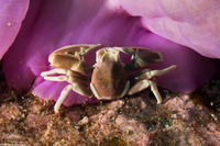 Neopetrolisthes maculatus (Spotted Porcelain Crab)