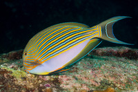 Acanthurus lineatus (Striped Surgeonfish)