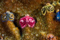 Spirobranchus sp.1 (Christmas Tree Worm)