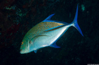 Caranx melampygus (Bluefin Trevally)