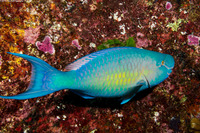 Scarus ghobban (Bluebarred Parrotfish)