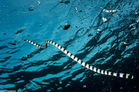 Laticauda colubrina (Banded Sea Krait)