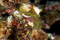 Helcogramma striata (Striped Triplefin)