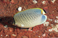Chaetodon guttatissimus (Spotted Butterflyfish)