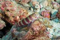 Amblyeleotris wheeleri (Gorgeous Shrimpgoby)