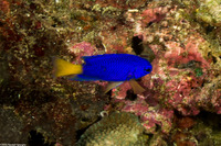 Pomacentrus similis (Similar Damsel)