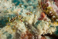 Thor amboinensis (Squat Shrimp)