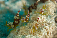 Thor amboinensis (Squat Shrimp)