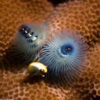 Spirobranchus sp.1 (Christmas Tree Worm)
