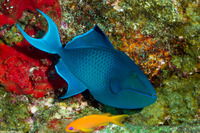 Odonus niger (Redtooth Triggerfish)