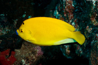 Apolemichthys trimaculatus (Three-Spot Angelfish)