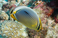 Chaetodon trifasciatus (Indian Redfin Butterflyfish)