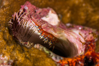 Coryphellina exoptata (Desirable Flabellina)