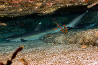 Triaenodon obesus (Whitetip Reef Shark)
