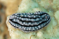 Phyllidiella zeylanica (Phyllidiella Zeylanica)