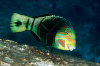 Hemigymnus fasciatus (Barred Thicklip)