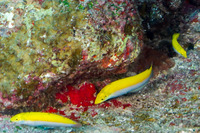 Halichoeres leucoxanthus (Canarytop Wrasse)