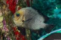 Dascyllus trimaculatus (Threespot Dascyllus)