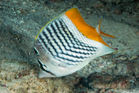 Chaetodon xanthurus (Crosshatch Butterflyfish)