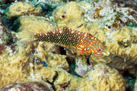 Macropharyngodon ornatus (Ornate Leopard Wrasse)