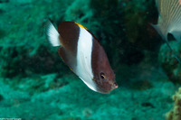 Hemitaurichthys zoster (Black Pyramid Butterflyfish)