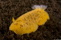 Peltodoris nobilis (Sea Lemon)