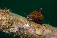 Calliostoma ligatum (Blue Top Snail)
