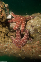 Pisaster ochraceus (Ochre Star)